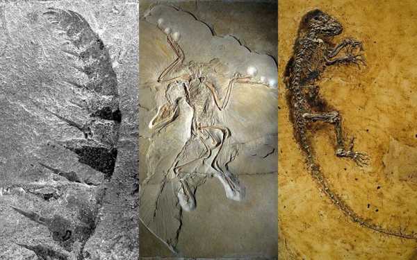 古代化石的形成过程（古生代的化石）-图1
