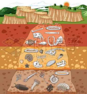 古代化石的形成过程（古生代的化石）-图3