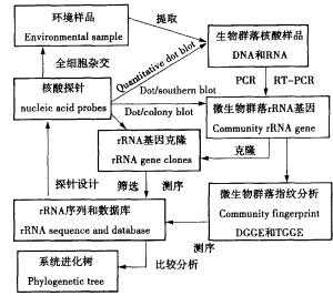 生物降解油脂过程（油脂降解微生物的筛选及代谢能力影响因素研究）-图1