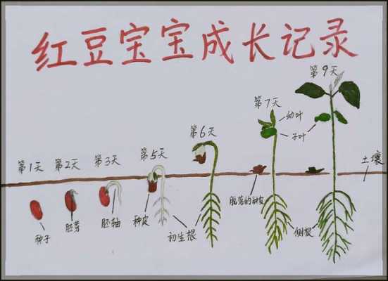 红豆的生长过程.（红豆的生长过程图文）-图1