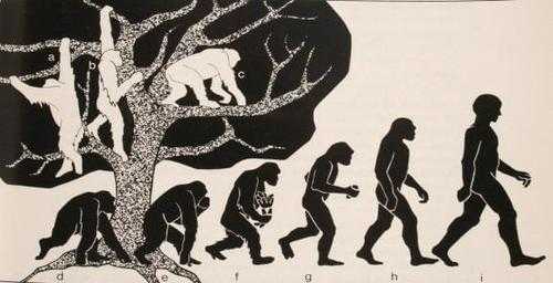 生物人类进化的过程（生物人类进化的过程视频）-图3