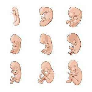 胎儿生长过程卡通（胎儿生长过程卡通图）-图1