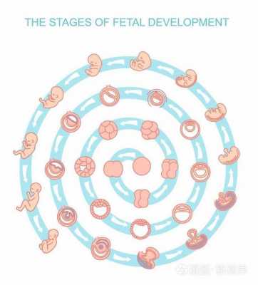 胎儿生长过程卡通（胎儿生长过程卡通图）-图3