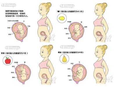 胎儿生长过程卡通（胎儿生长过程卡通图）-图2