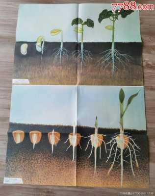 玉米种子的萌发过程（玉米种子的萌发过程七年级上册）-图1