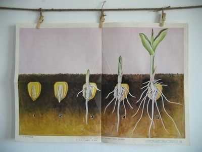 玉米种子的萌发过程（玉米种子的萌发过程七年级上册）-图3