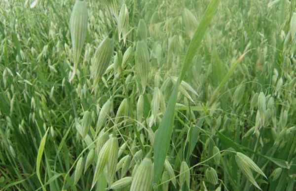 燕麦生长过程（燕麦的生长环境有哪些）-图1