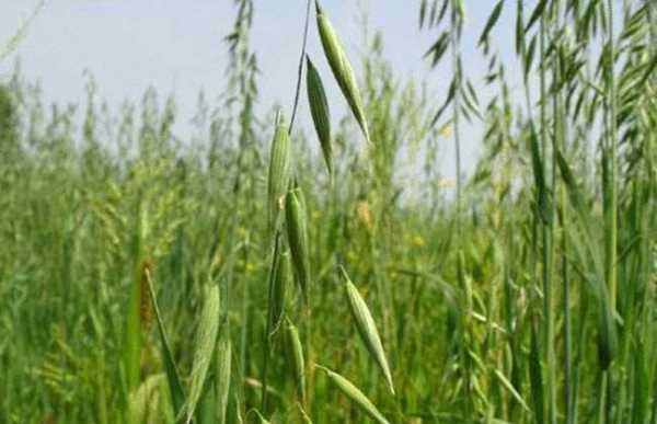 燕麦生长过程（燕麦的生长环境有哪些）-图2
