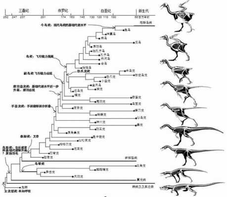 鸟类进化演变的过程（鸟类进化演变的过程图片）-图1