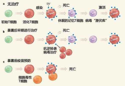 hiv感染人体的过程（hiv感染人体的机理是什么）-图2