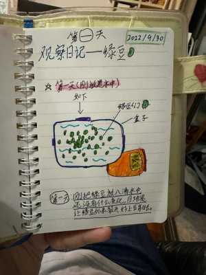 豆芽的过程记录（豆芽的过程日记）-图3