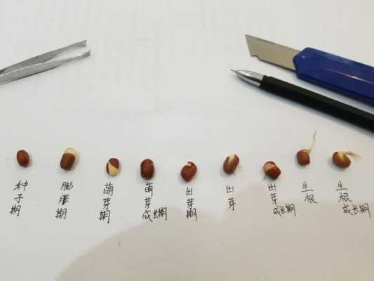 红豆生长过程顺序图片（红豆生长过程顺序图片视频）-图1