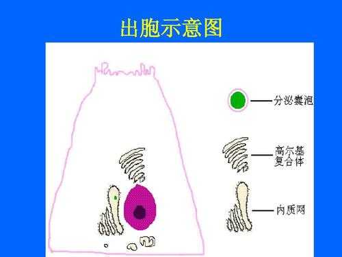 简述出胞的过程（出胞作用的生理过程）-图2