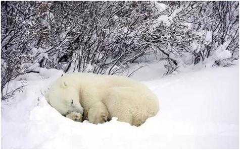白熊的冬眠过程（熊的冬眠方式20个字）-图3