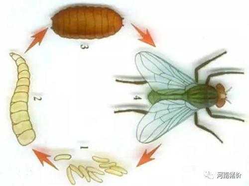 完全变态发育过程（蝇的完全变态发育过程）-图1