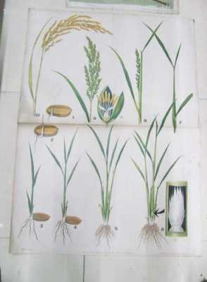 水稻发芽过程（水稻从发芽到成熟的过程）-图1