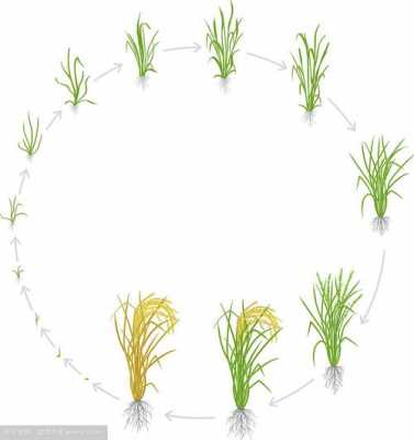 水稻发芽过程（水稻从发芽到成熟的过程）-图3