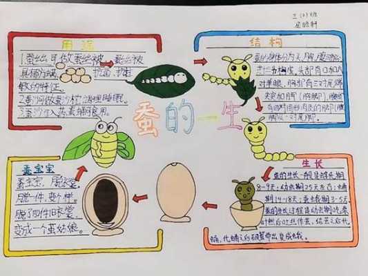 蚕生长过程描写（蚕的生长过程写下来）-图2