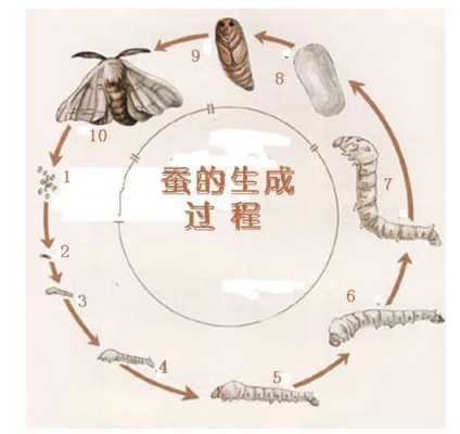 蚕生长过程描写（蚕的生长过程写下来）-图3