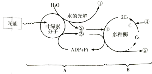 简述光合反应的过程（光合反应的阶段）-图1