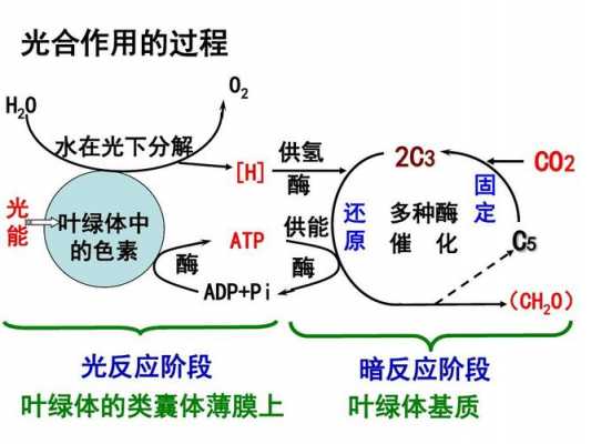 简述光合反应的过程（光合反应的阶段）-图2