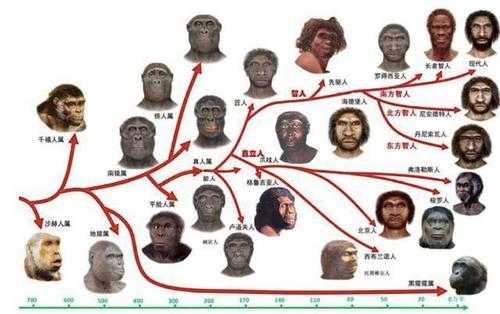 人类生长的过程图片（人类的生长过程有几个阶段）-图1