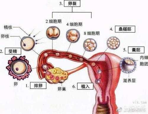 卵细胞分泌过程（卵细胞从哪个卵巢分泌）-图2