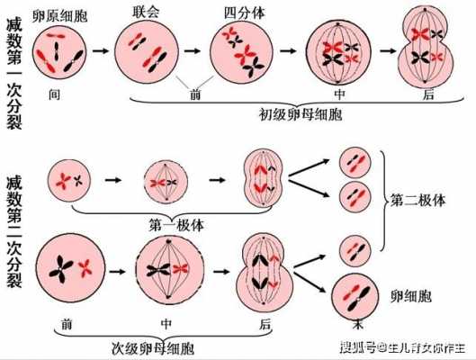 卵细胞分泌过程（卵细胞从哪个卵巢分泌）-图1