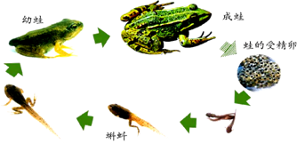 包含青蛙的形成过程图片的词条-图2