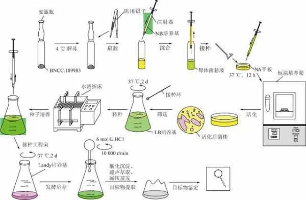 微生物发酵过程（微生物发酵过程三阶段）-图1