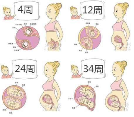 双胞胎胎儿发育过程（双胞胎的发育）-图3