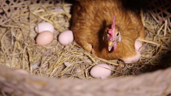 母鸡生蛋的过程（母鸡生蛋过程配音搞笑视频）-图2