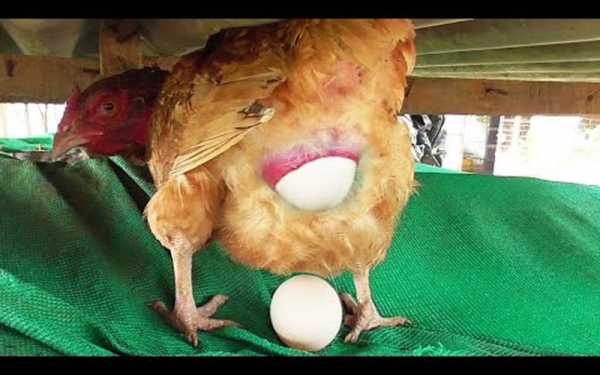 母鸡生蛋的过程（母鸡生蛋过程配音搞笑视频）-图1