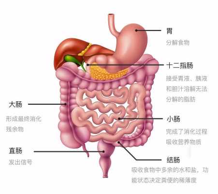 胃内消化过程（胃消化食物的全过程）-图2