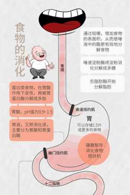 胃内消化过程（胃消化食物的全过程）-图3