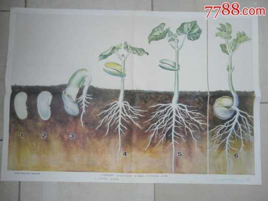 种子萌发的过程中发生的（种子萌发时产生了什么）-图1