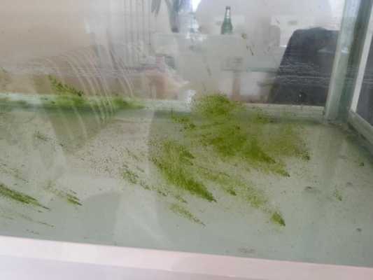 鱼缸绿苔发展过程（鱼缸绿苔初期是什么样子）-图1