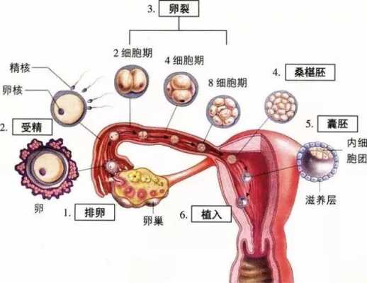 人体胎儿发育过程（人体胎儿发育的场所）-图1