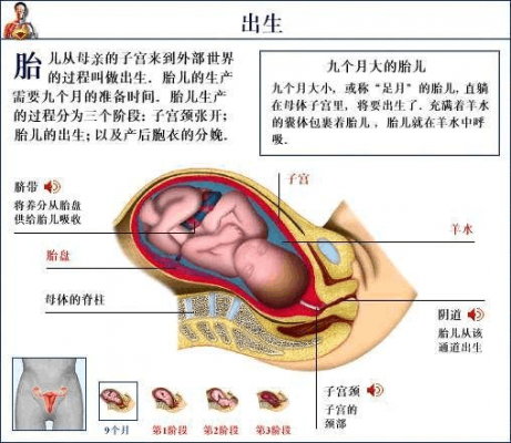 人体胎儿发育过程（人体胎儿发育的场所）-图3