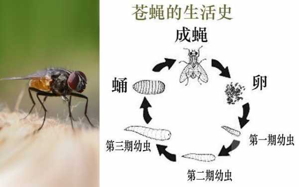 苍蝇的生产过程（苍蝇怎么生产）-图1