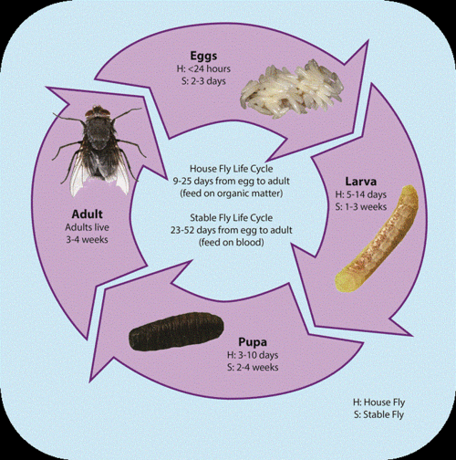 苍蝇的生产过程（苍蝇怎么生产）-图2