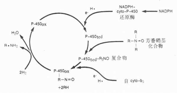 药物在体内代谢过程（药物体内代谢过程中的氧化反应酶主要有）-图1