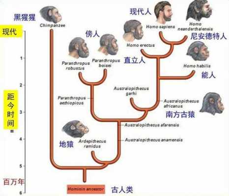 审美进化过程（审美进化论）-图3