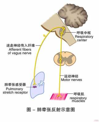 肺收缩反射的过程（肺收缩反射的过程是什么）-图2