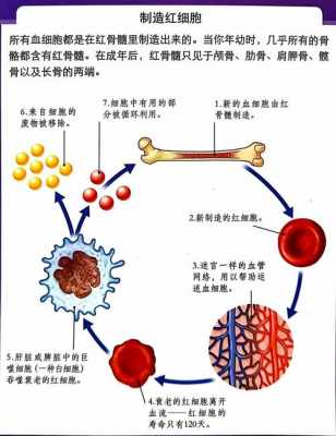 正常血液生成过程（血液的生成过程）-图3