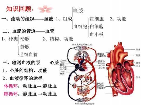 正常血液生成过程（血液的生成过程）-图2