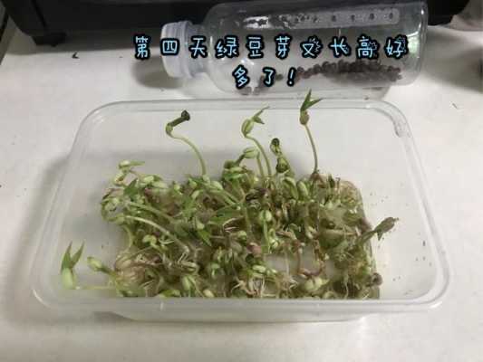 绿豆发芽图过程（绿豆发芽过程图片大全 七天）-图2