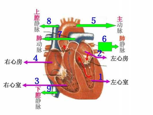 心房心室血流过程（几个心房心室的血流过程）-图2