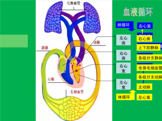 心房心室血流过程（几个心房心室的血流过程）-图3