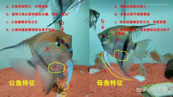 燕鱼繁殖全部过程（燕鱼繁殖过程中重点）-图1